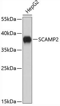 SCAMP2 Antibody
