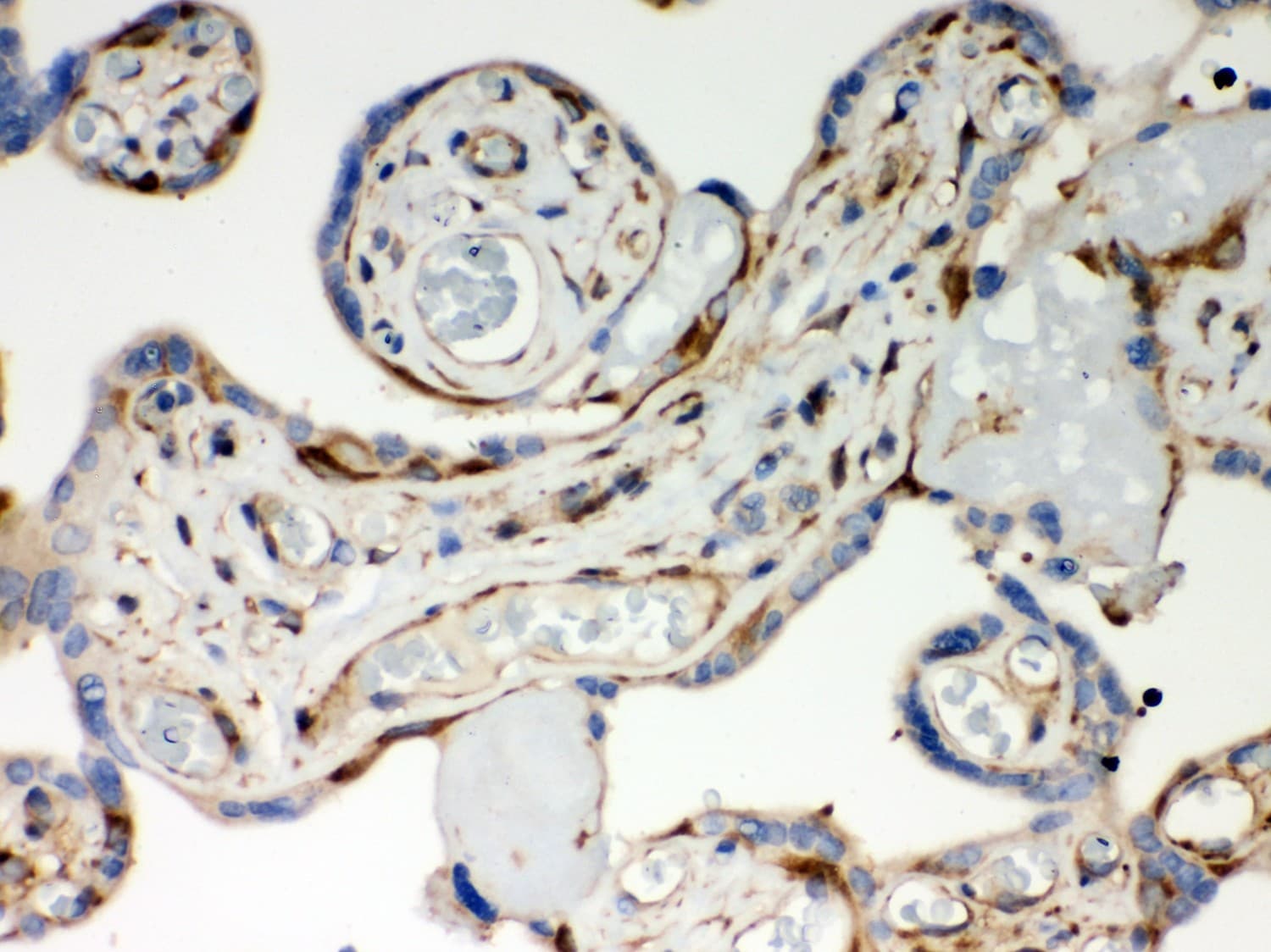 OPTN / Optineurin Antibody (aa241-577)