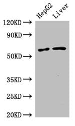 SLC2A9 / GLUT9 Antibody