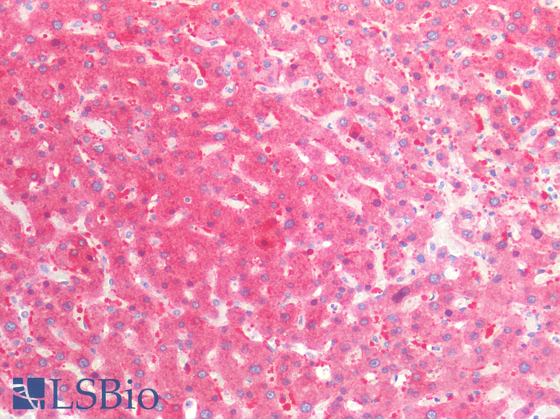 IHC-plus™ SHMT / SHMT1 Antibody (clone AT26E5)