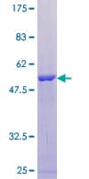 Human PSMB3 Protein (Recombinant GST)
