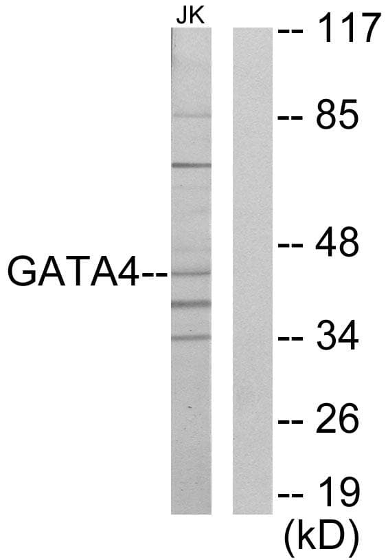 GATA4 Antibody