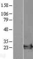 ARF6 Protein (Over-Expression Lysate Myc-DDK (Flag))