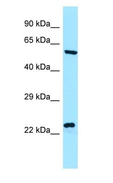 NCLN Antibody (aa470-519)