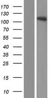 NRXN3 Protein (Over-Expression Lysate Myc-DDK (Flag))