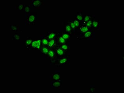 HIST1H3A Antibody