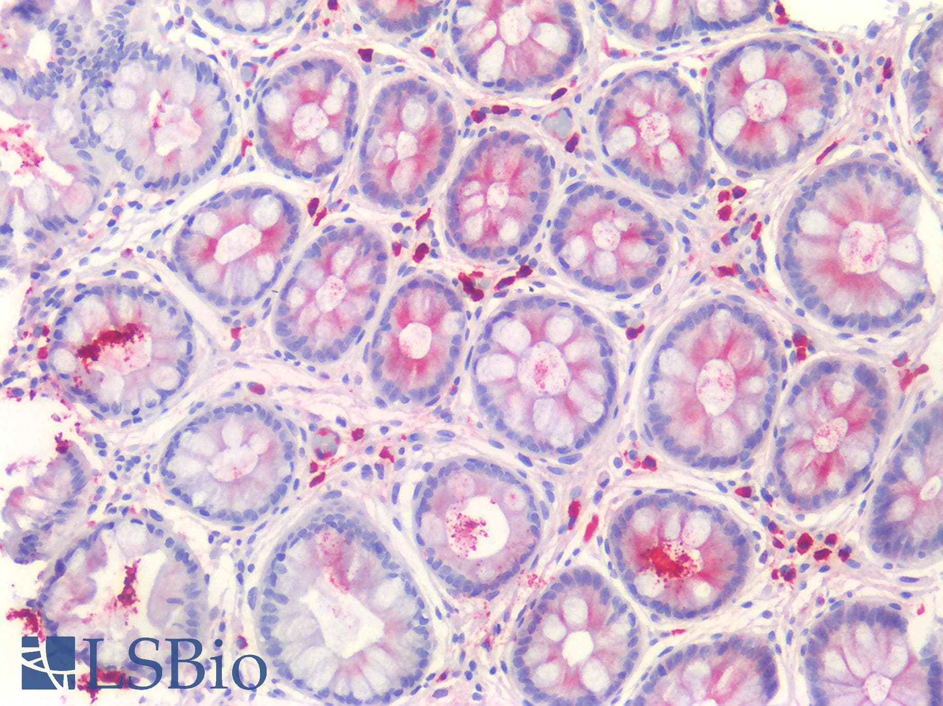 IHC-plus™ JCHAIN / Ig J Chain Antibody (clone OTI2B1)