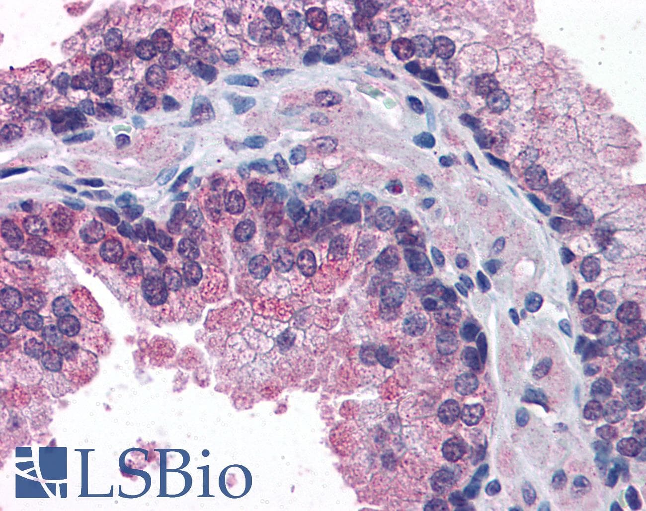 IHC-plus™ STAP2 Antibody (aa436-449)