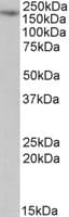 MYO5A / Myosin V Antibody (aa1063-1072)