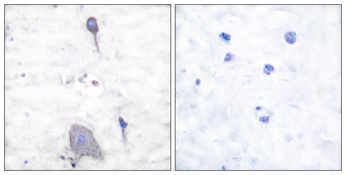 SIRPA / CD172a Antibody