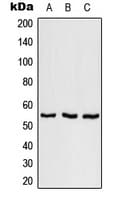 Polyclonal Rabbit anti-Human SRSF11 / SFRS11 Antibody (Internal, WB)