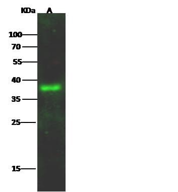 Polyclonal Rabbit anti-Rat LAIR1 / CD305 Antibody (Preservative Free, WB)