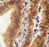 Polyclonal Rabbit anti-Human TLDC1 / KIAA1609 Antibody (aa426-456, IHC, WB)