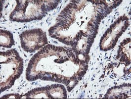 RFPL3 Antibody (clone OTI2G4)