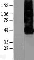 CXCR4 Protein (Over-Expression Lysate Myc-DDK (Flag))