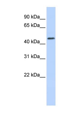 RNF133 Antibody (aa36-85)