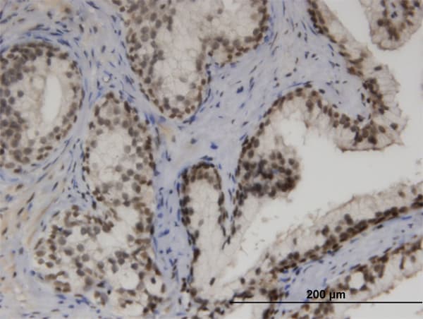 ZNF3 Antibody (clone 1F7)