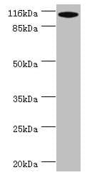 MYO19 / Myosin XIX Antibody (aa2-770)
