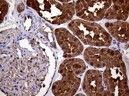 ASS1 / ASS Antibody (C-Terminus, clone OTI8H4)