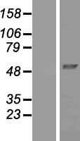 NDUFV1 Protein (Over-Expression Lysate Myc-DDK (Flag))