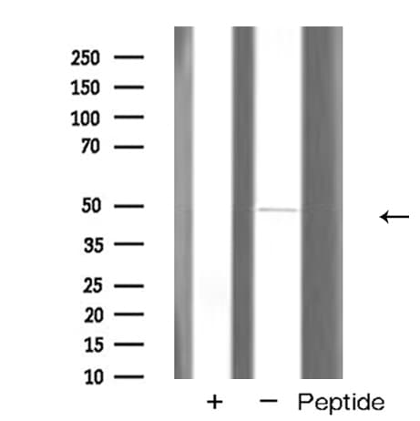 GATA6 Antibody