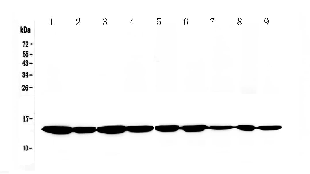 CYCS / Cytochrome c Antibody