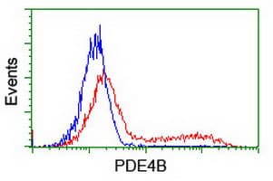 PDE4B Antibody (clone OTI2B6)