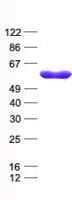 Human TRIM27 Protein (Recombinant His, N-Terminal)