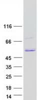 Human TFAP2A / AP-2 Protein (Recombinant Myc-DDK (Flag))