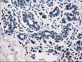 RPA2 / RFA2 / RPA34 Antibody (clone OTI8B3)