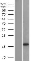 GABARAPL1 / ATG8 Protein (Over-Expression Lysate Myc-DDK (Flag))