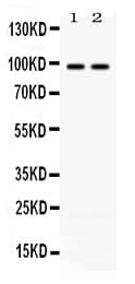 ABR Antibody