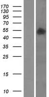 SMPDL3B Protein (Over-Expression Lysate Myc-DDK (Flag))