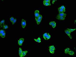 Polyclonal Rabbit anti-Human GPR180 Antibody (IF)