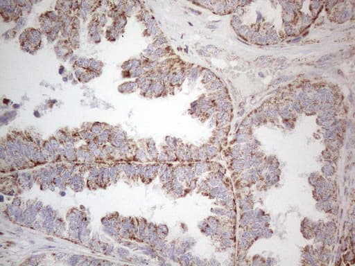 BP1 / DLX4 Antibody (clone OTI7C8, Carrier-free)