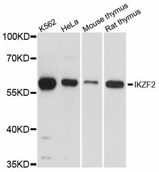 IKZF2 / HELIOS Antibody