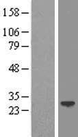 LIN7A Protein (Over-Expression Lysate Myc-DDK (Flag))