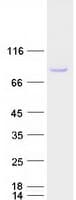 Human SCML2 Protein (Recombinant Myc-DDK (Flag))