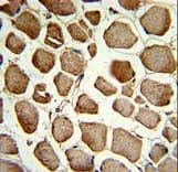 PLEKHO1 / CKIP-1 Antibody (aa49-77)