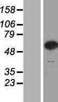 CPNE7 Protein (Over-Expression Lysate Myc-DDK (Flag))