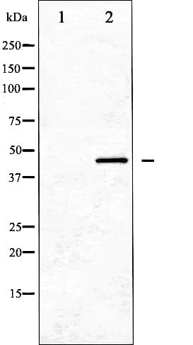 GATA1 Antibody