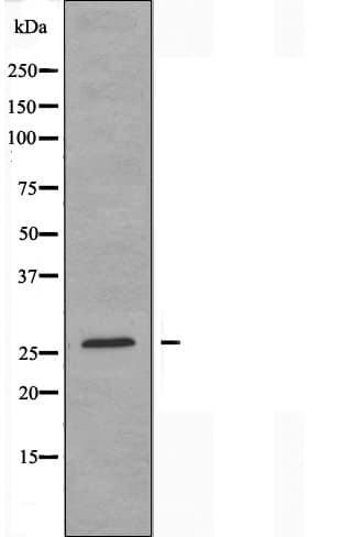 HOXC6 Antibody