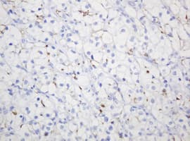 Monoclonal Mouse anti-Human EMA / MUC1 Antibody (clone OTI4A5, IHC, IF, WB)