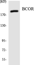 BCOR Antibody (aa1208-1257)