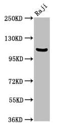 IHC-plus™ NFKB1 / NF-Kappa-B Antibody (aa 1-961)