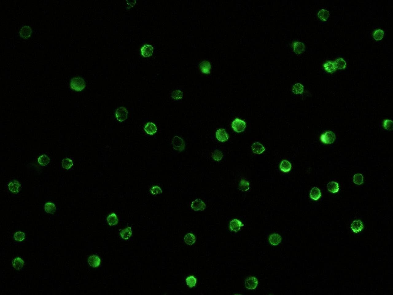 Polyclonal Rabbit anti-Human ICAM-1 / CD54 Antibody (Preservative Free, IHC, IF)