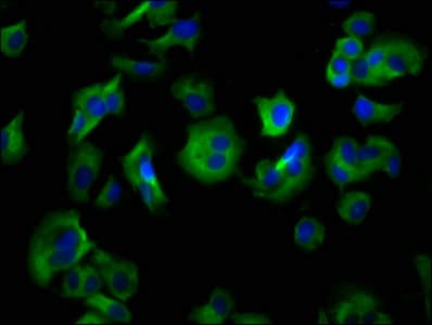 HRH4 / Histamine H4 Receptor Antibody