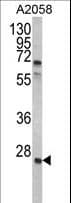 GRB2 Antibody (aa89-118)