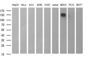 CD44 Antibody (clone OTI5C1)