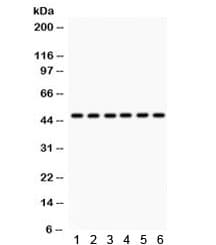 KIN17 / KIN Antibody
